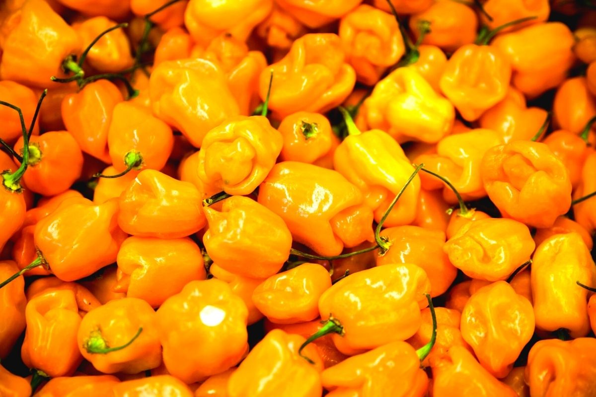 Habanero peppers