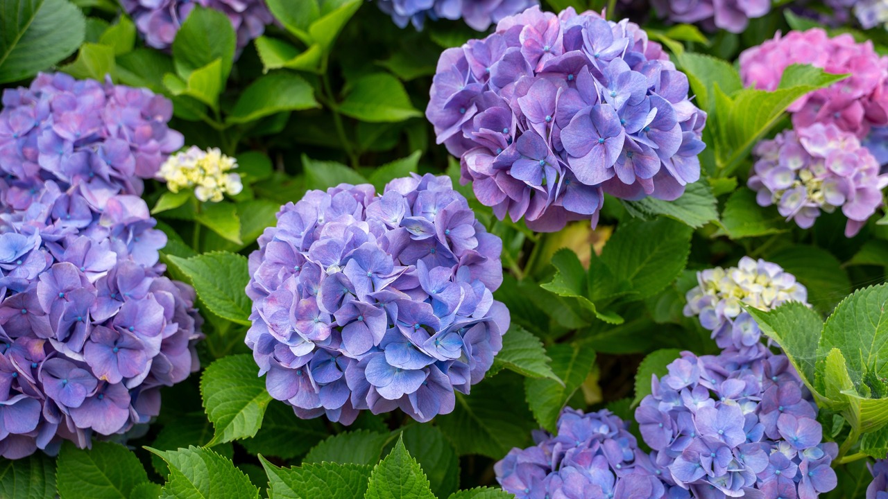 Hydrangea flowers blooming in the rainy season in Japan