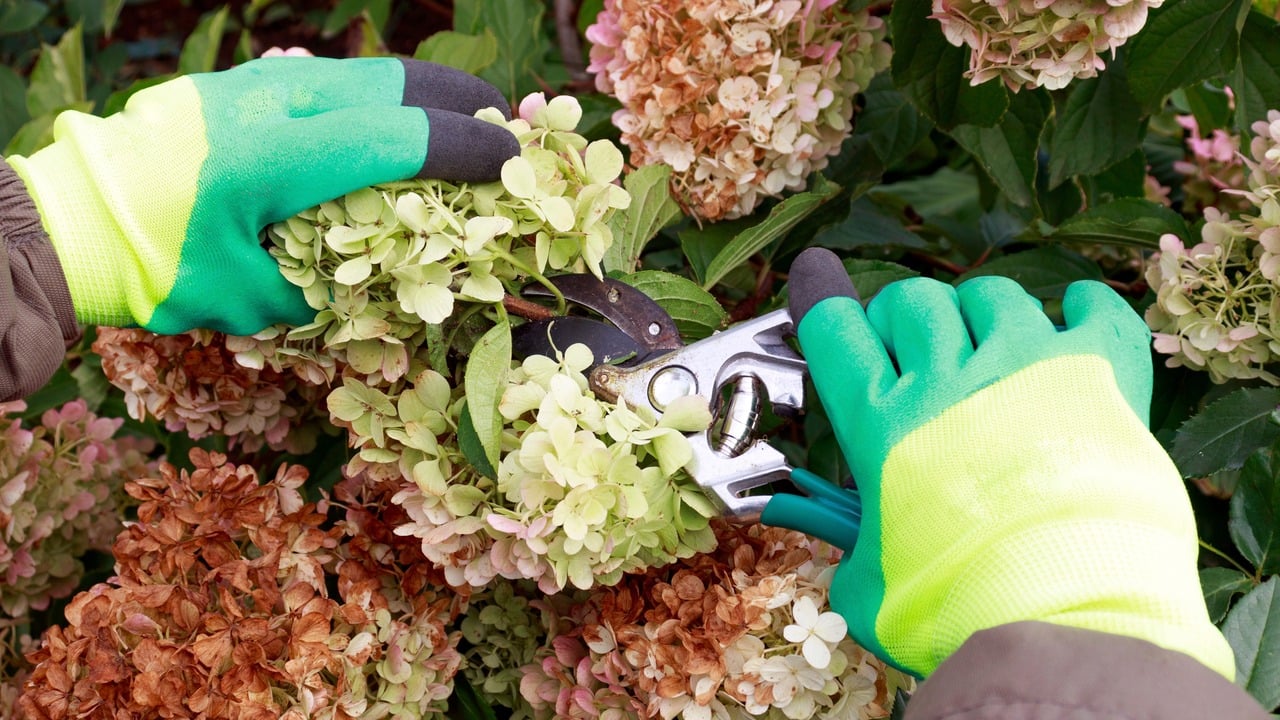 Hydrangeas-feature (1)