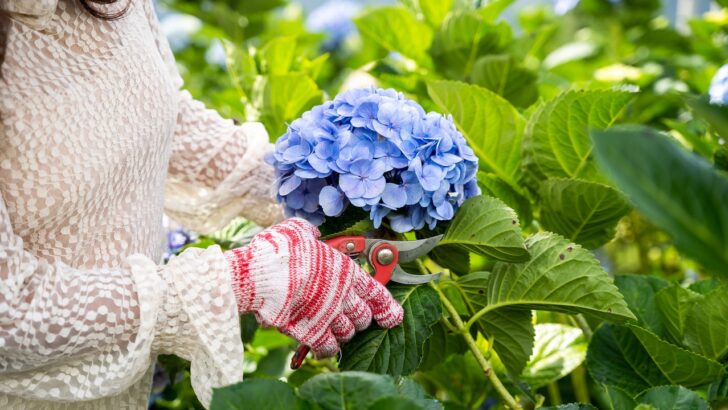 12 Tips to Extend Your Summer Blooms