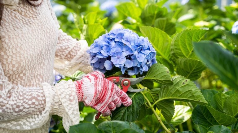 Hydrangeas-prune (1)
