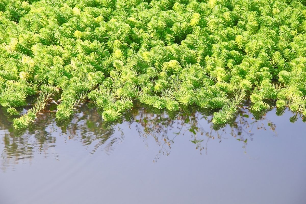 Hydrilla verticillata