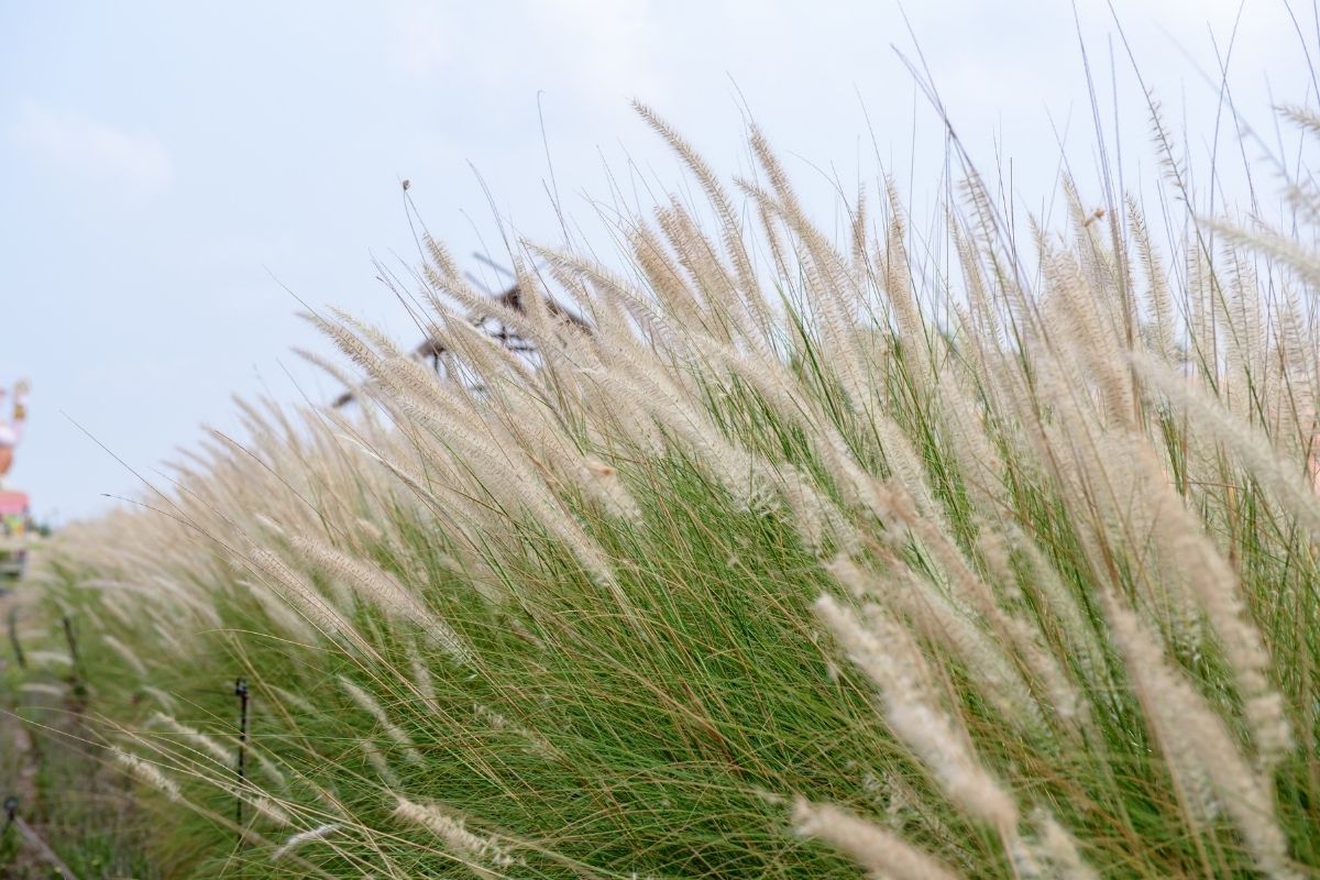 Imperata cylindrica - cogongrass