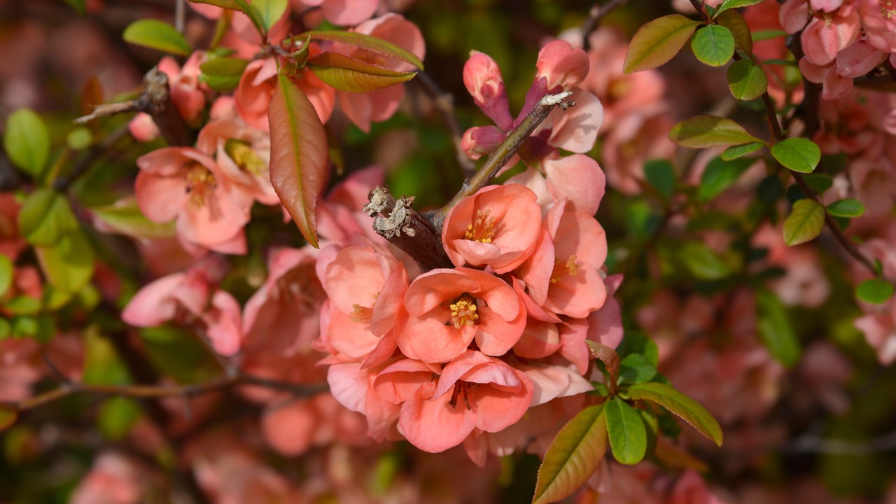 Japanese Flowering Quince branch with flowers - Latin name - Chaenomeles japonica