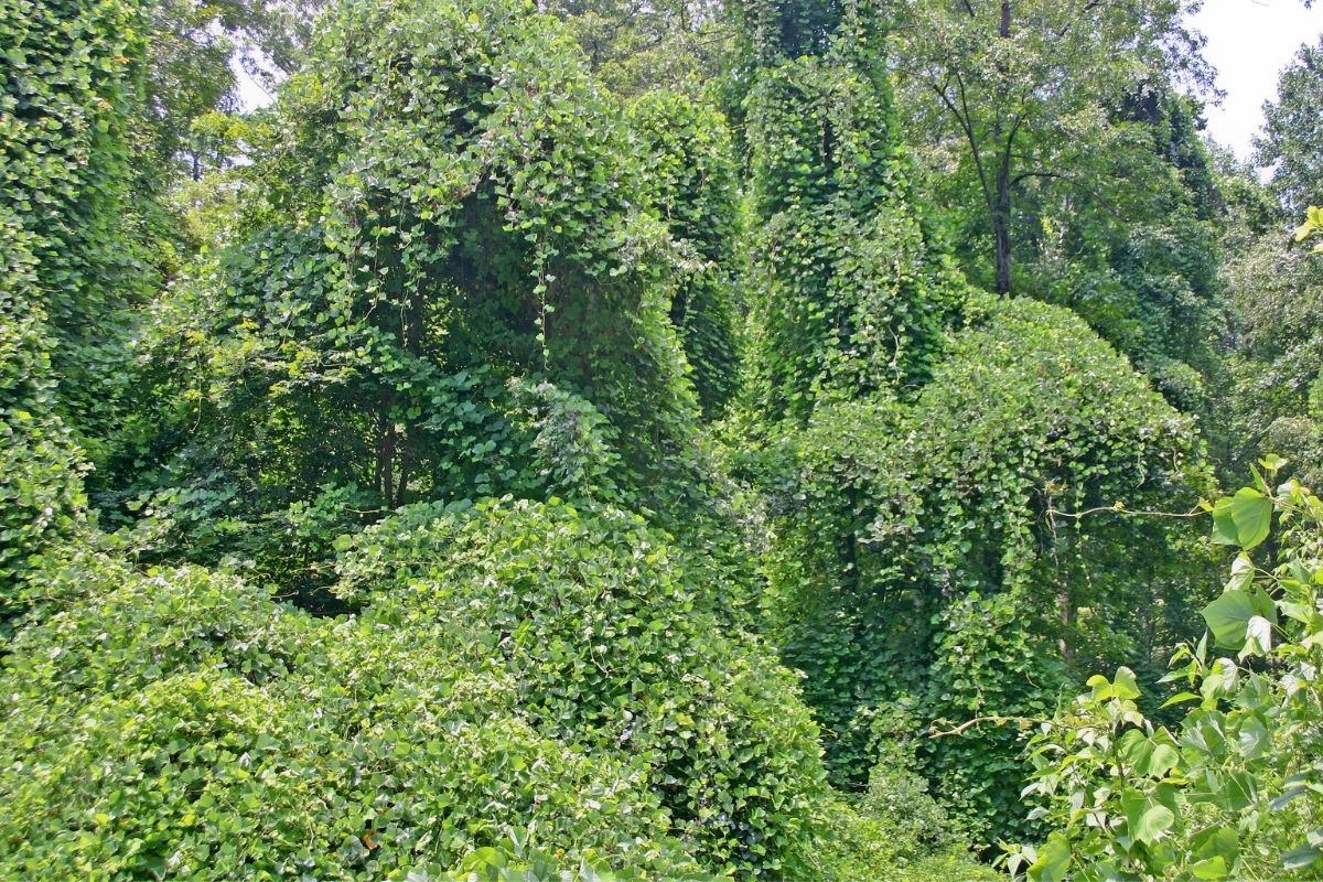 Kudzu plant overtaking trees and other vegetation