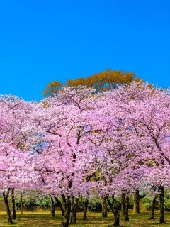 Kwanzan cherry trees in bloom