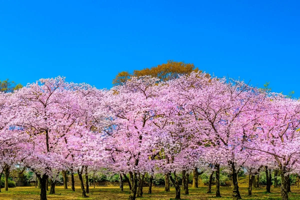 Kwanzan cherry trees in bloom