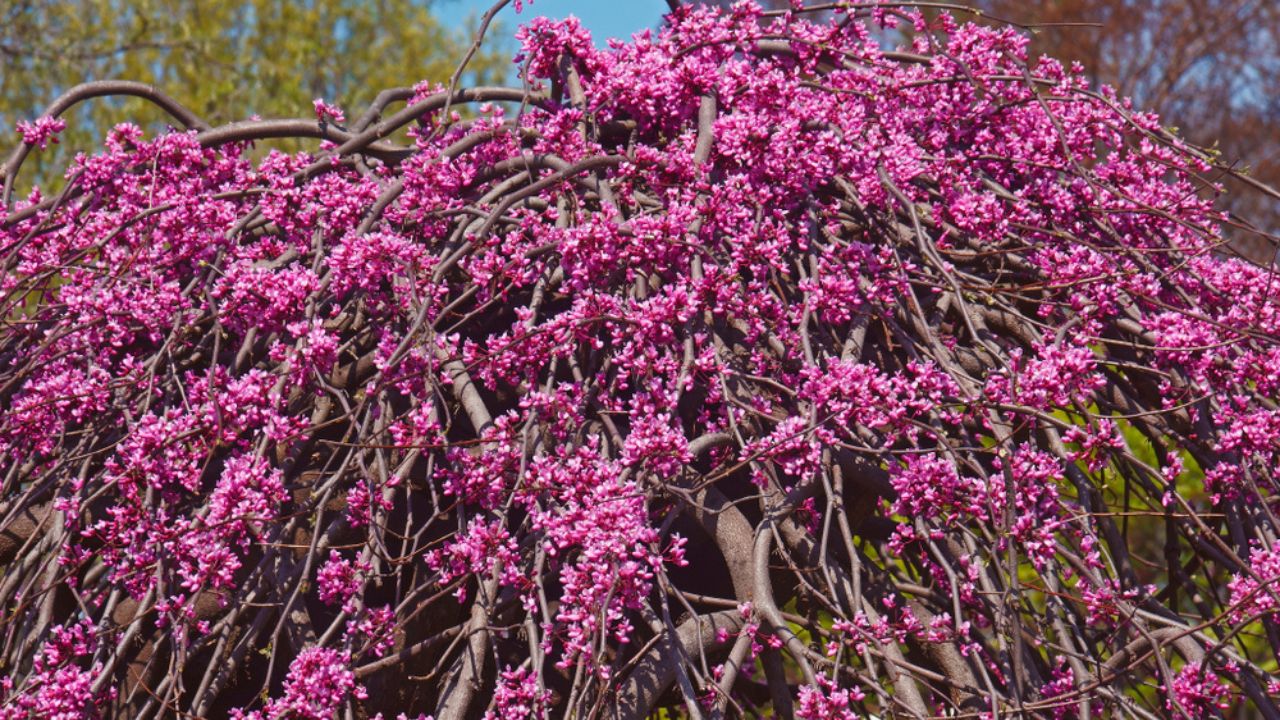 Lavender twist weeping redbud (Cercis canadensis Lavender Twist).