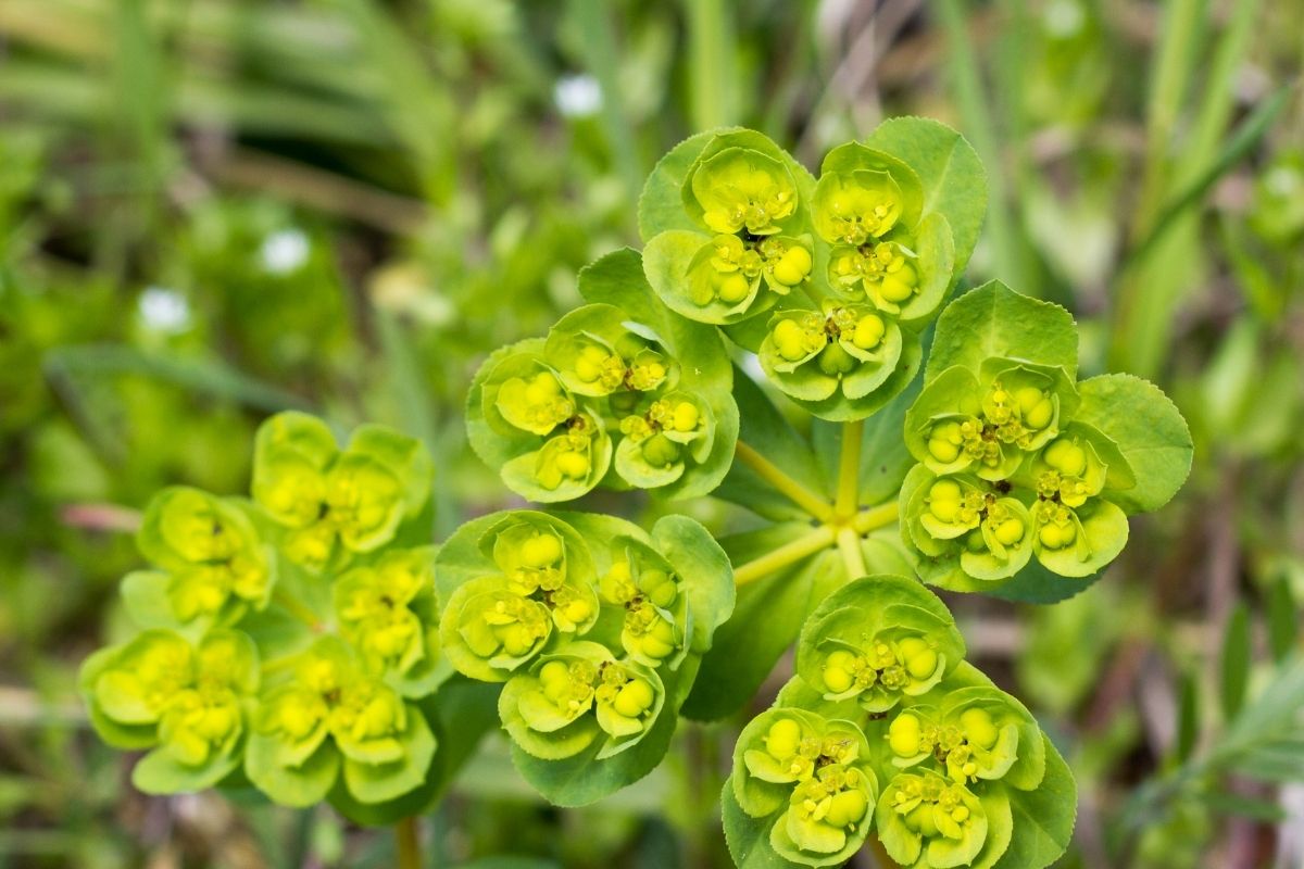 Leafy spurge.