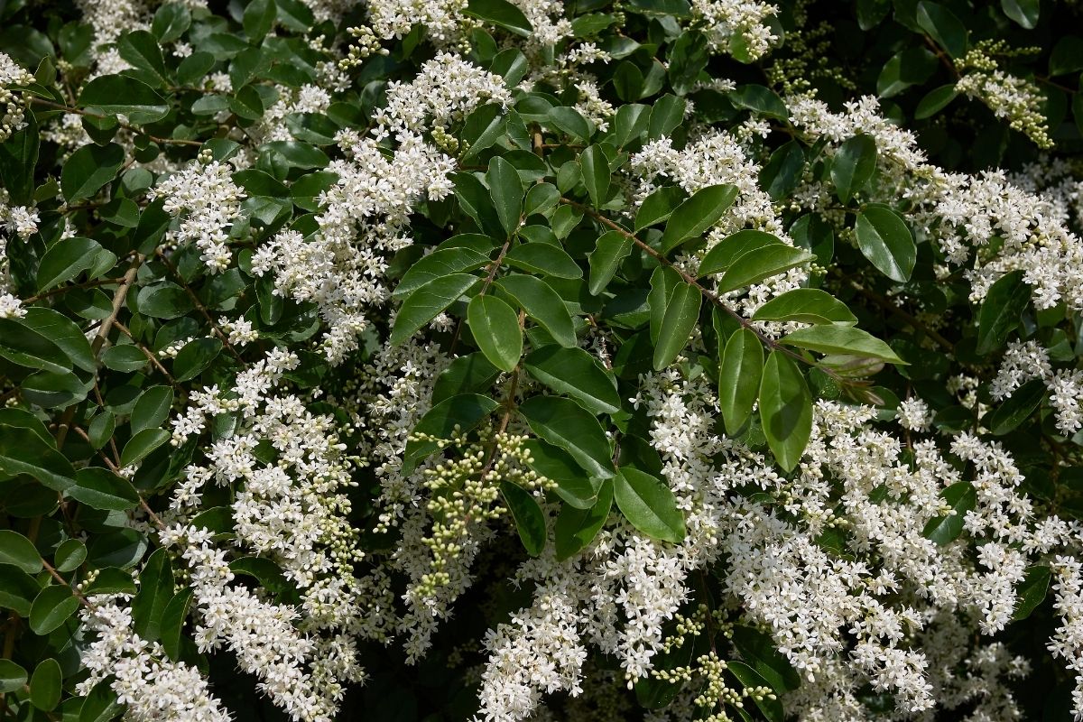 Ligustrum sinense white flowers
