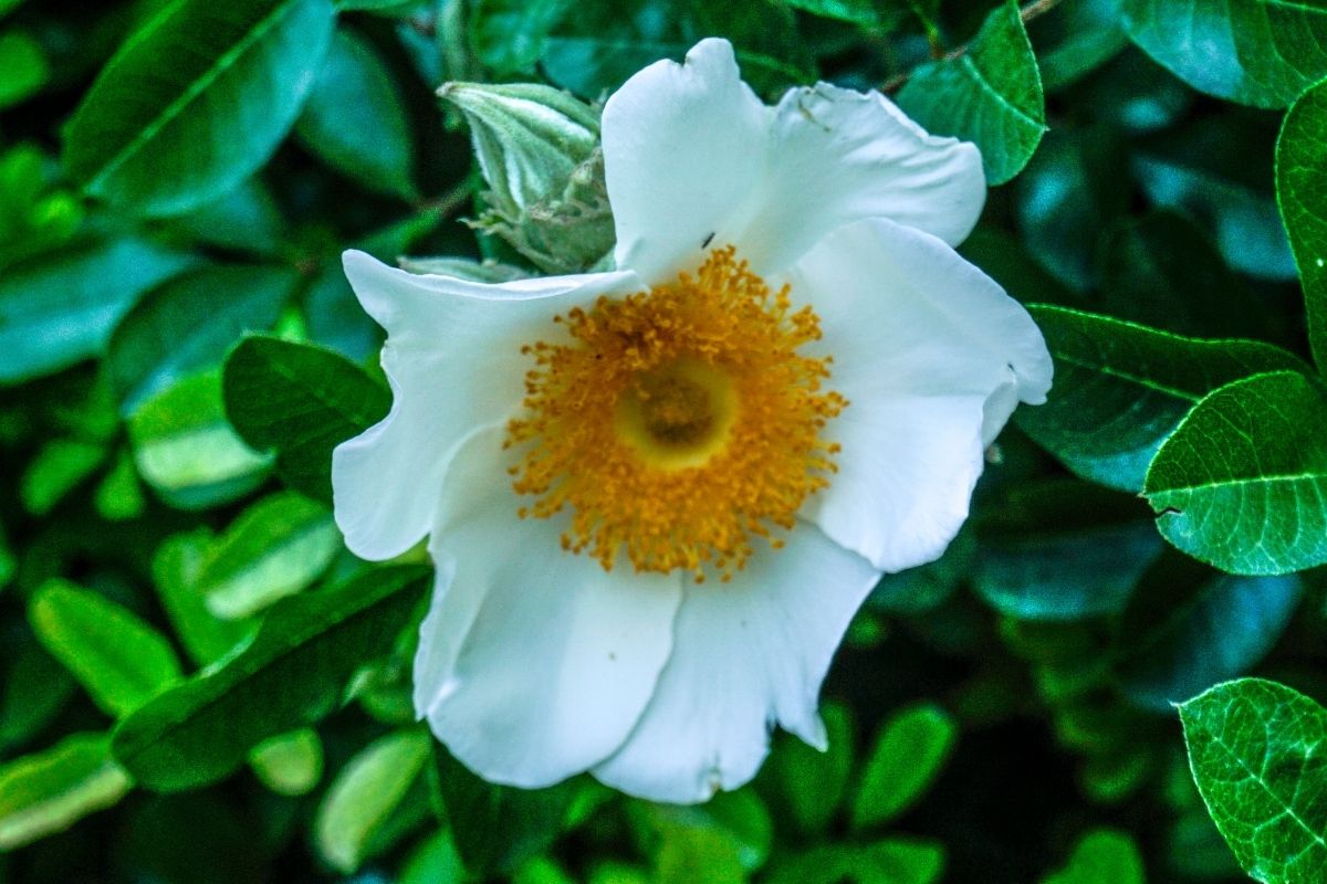 Macartney rose
