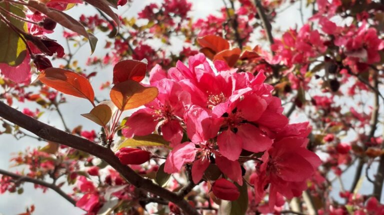 Add A Bold Splash Of Color: Gorgeous Red Blooming Trees To Plant In ...