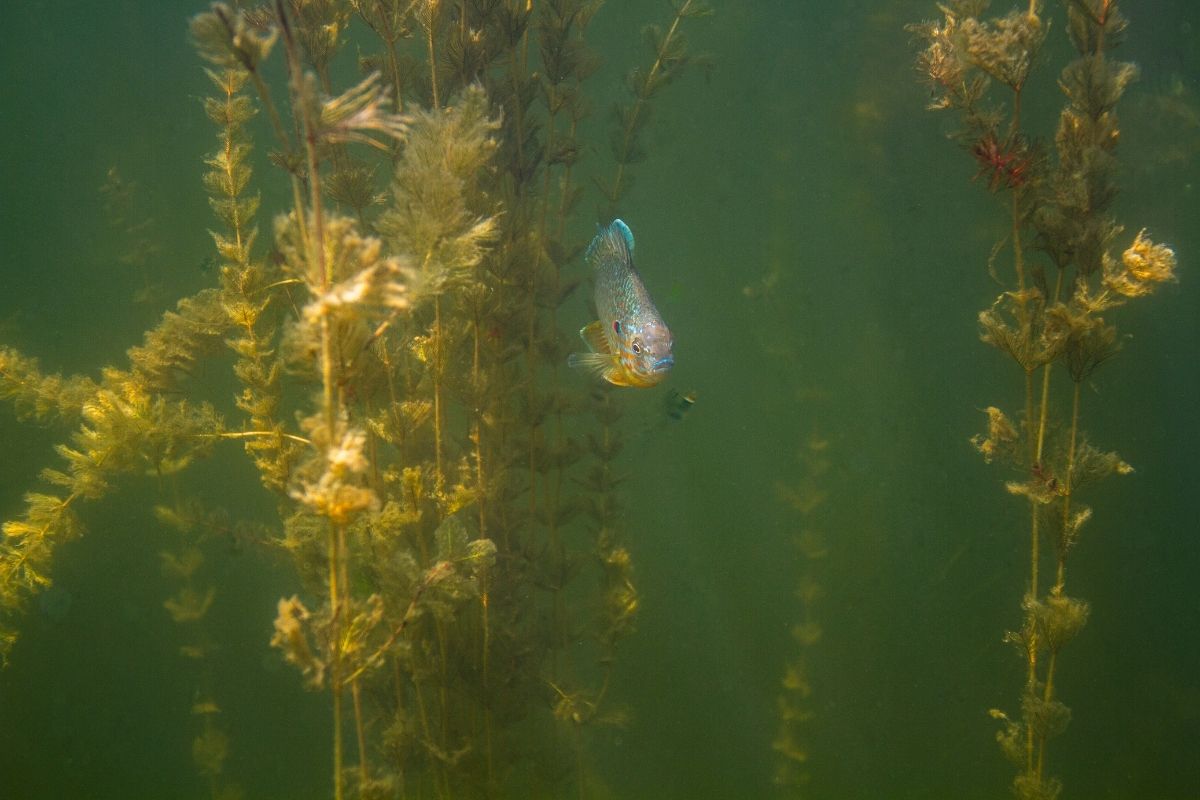 Myriophyllum spicatum