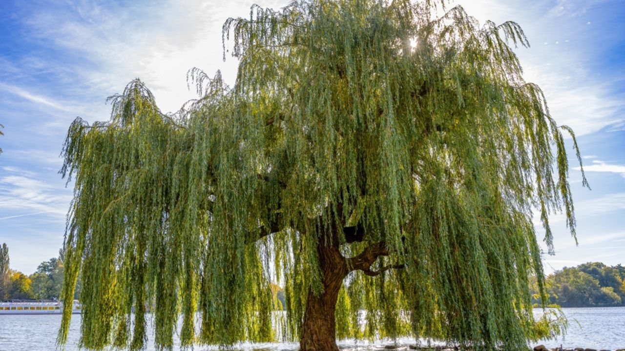 Old beautiful weeping willow on the shore of Lake Schwerin