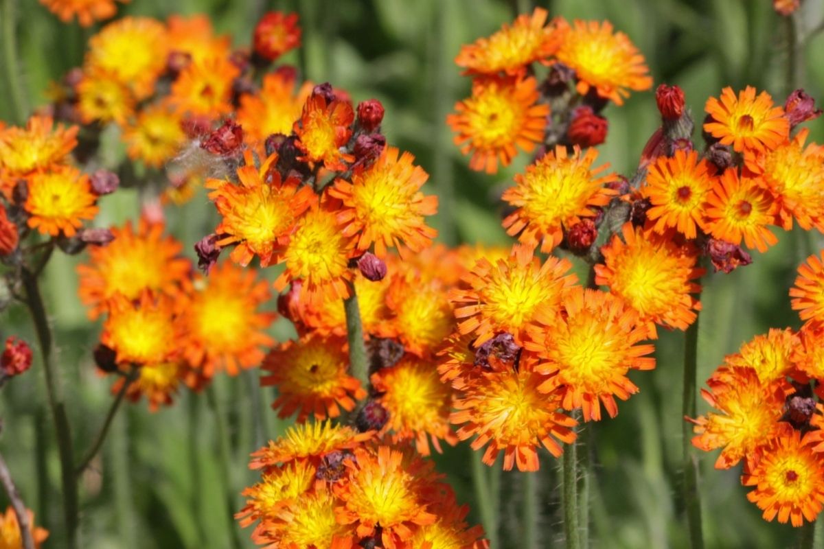 Orange hawkweed