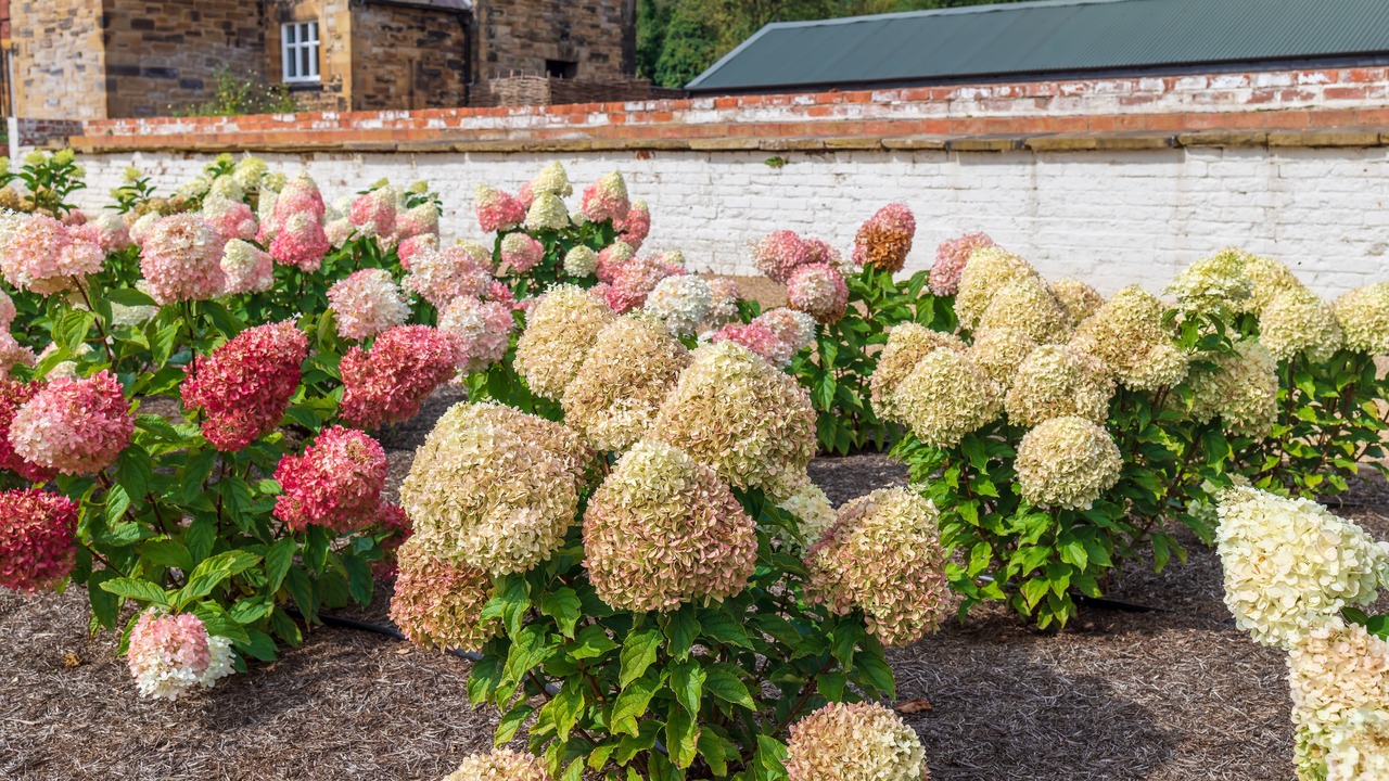 A border of panicle hydrangeas (Hydrangea paniculata) planted in a row, growing in a rural garden.