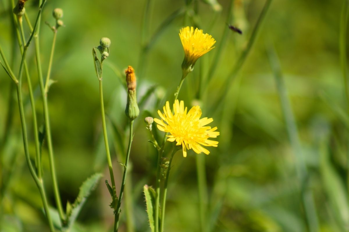 Perennial sowthistle