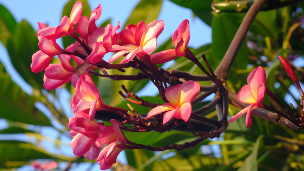 Plumeria rubra is a species of deciduous plant that belongs to the genus Plumeria