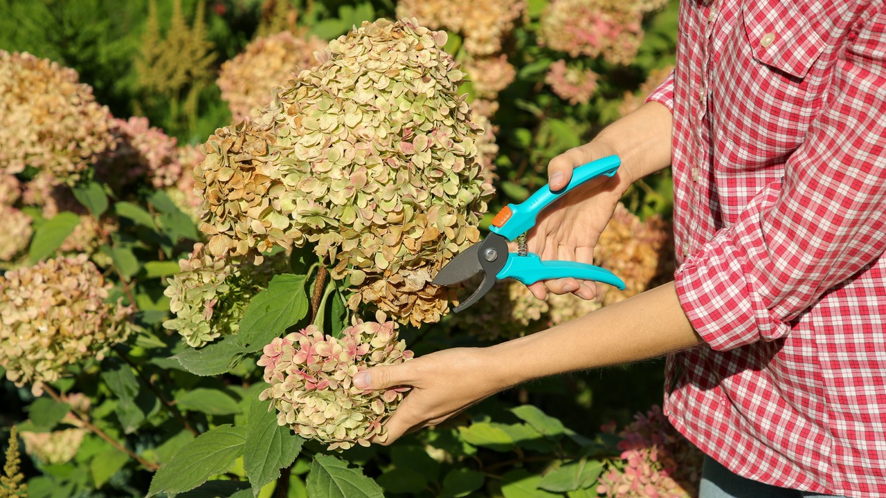 Prune Hydrangeas (1)