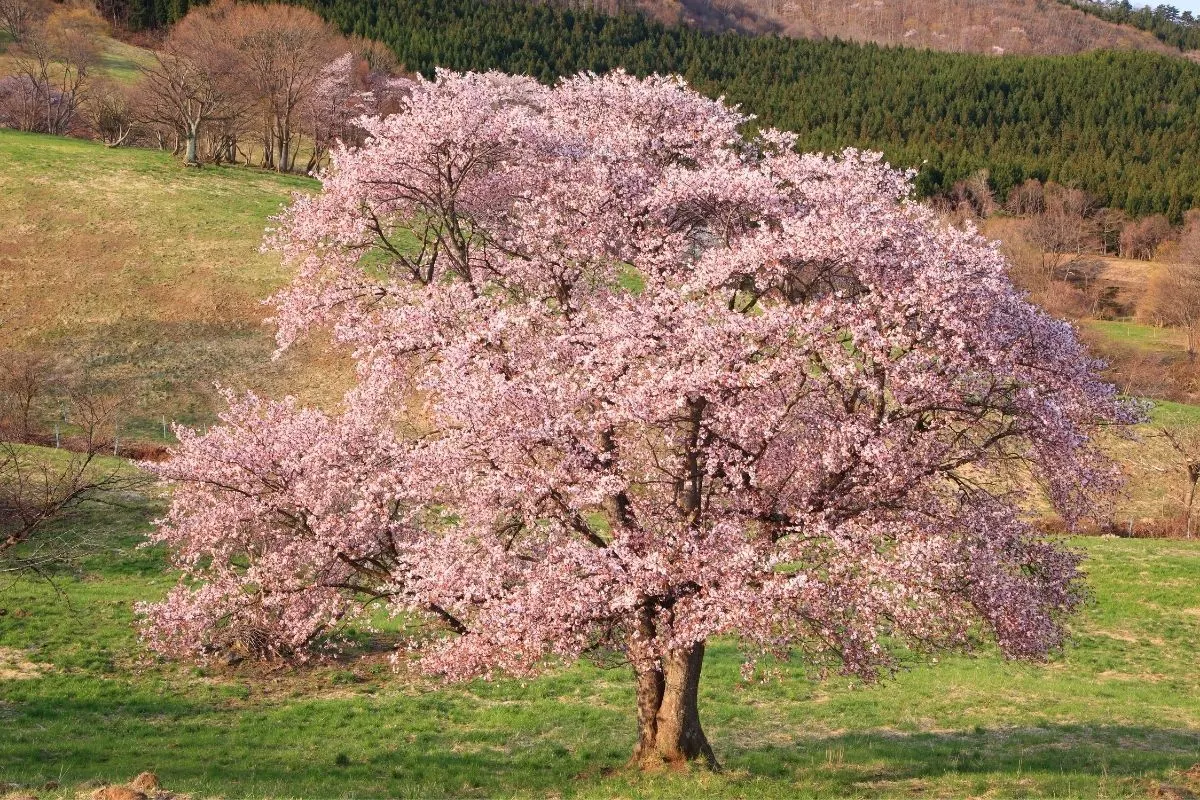 Prunus sargentii - sargent cherry tree