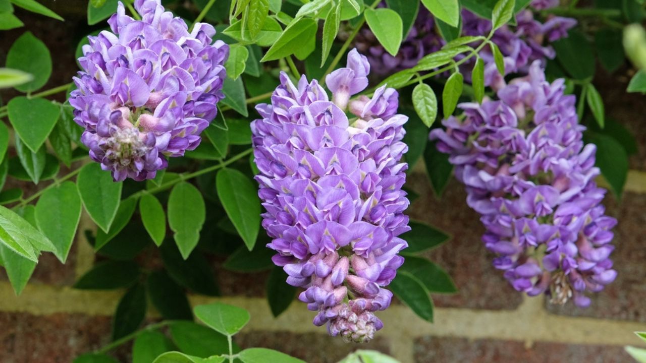 Purple Wisteria frutescens, American Wisteria, ‘Longwood Purple’ in flower.