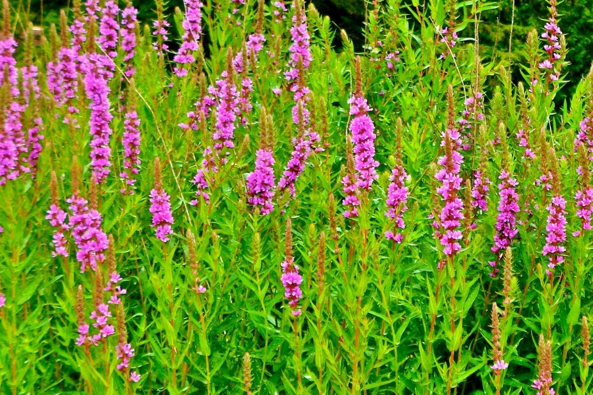 Purple loosestrife flowers