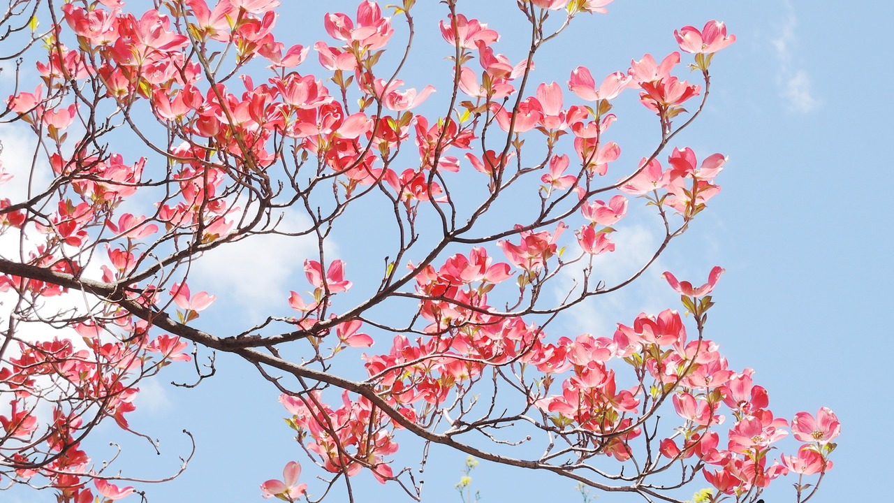 Red dogwood blossom