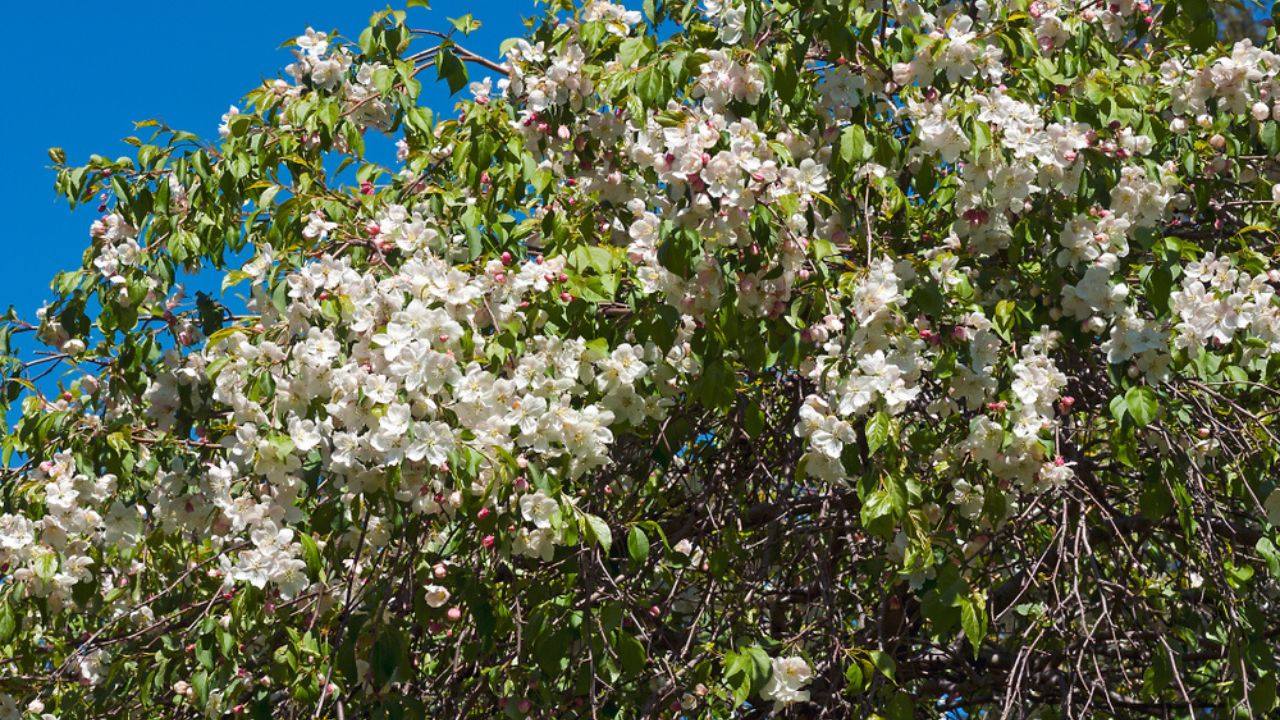 Red Jade weeping crabapple (Malus x sheidekeri Red Jade)