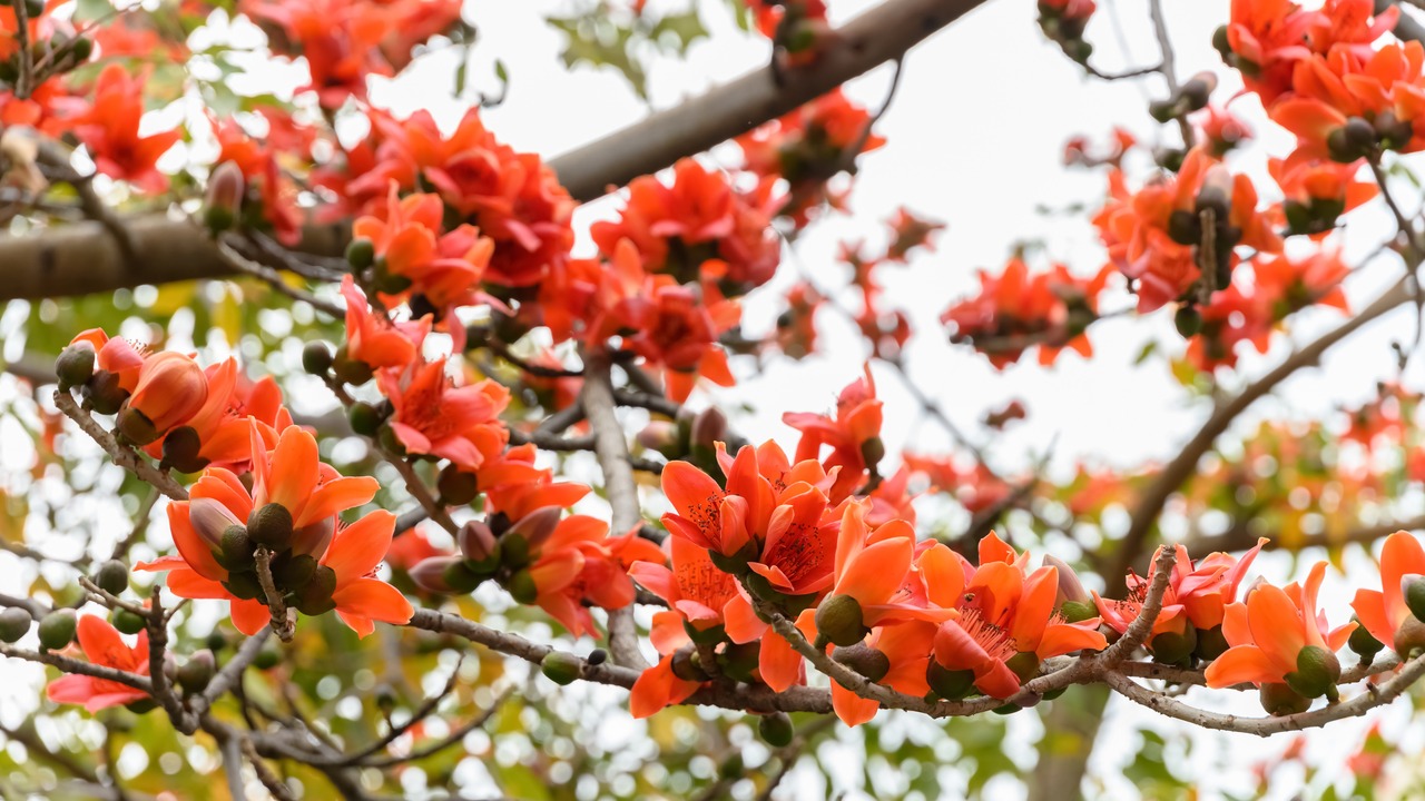 blooming Bombax ceiba or red cotton tree