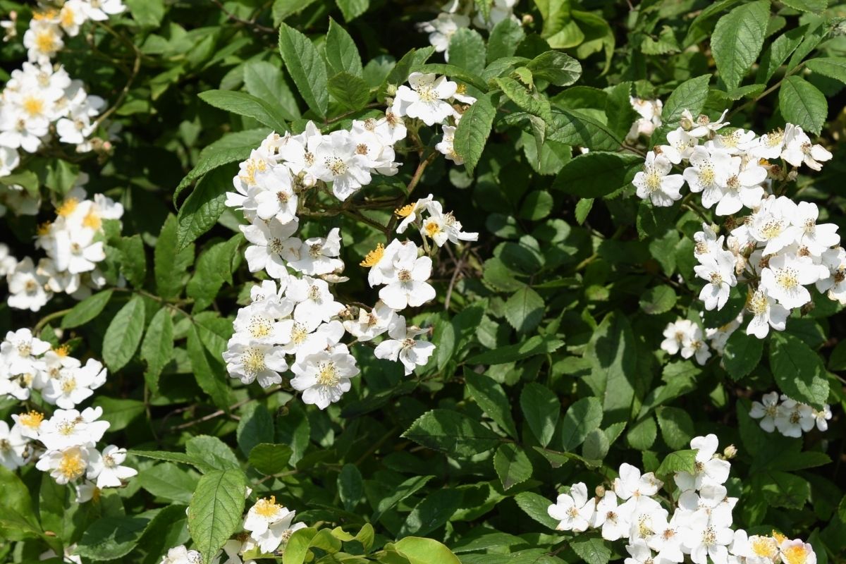 Rosa multiflora