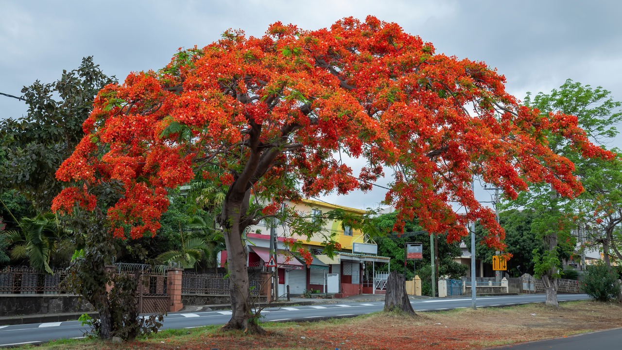 What is another name for flamboyant flower? royal poinciana, (Delonix regia), also called flamboyant tree or peacock tree, strikingly beautiful flowering tree of the pea family (Fabaceae).