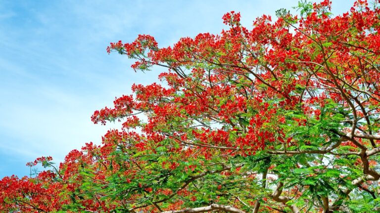 Royal Poinciana, Flamboyant, Flame Tree, that is the way of the countryside.