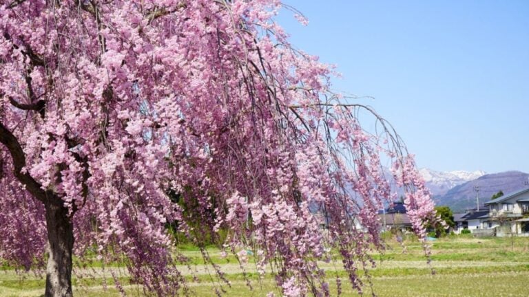 Scenery of weeping cherry trees on the Nicchu Line