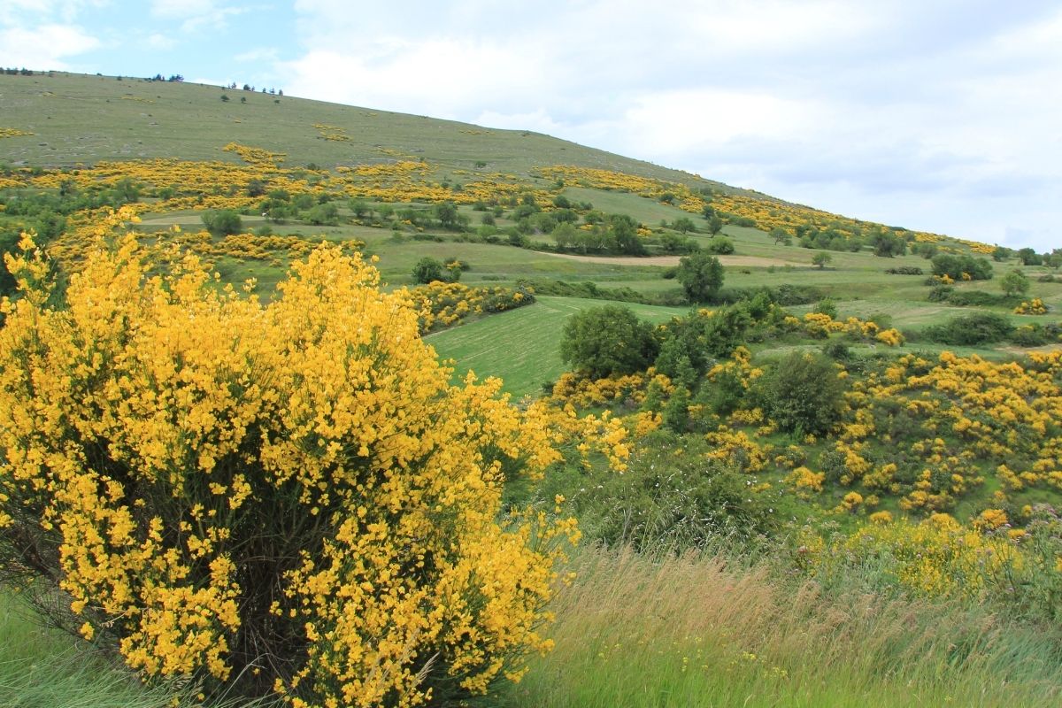 Scotch broom