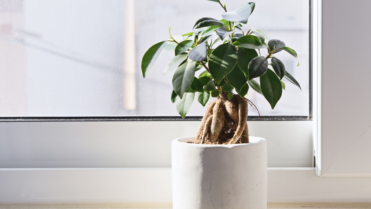 Potted Ficus Bonsai on light windowsill. Indoor flower for office concept