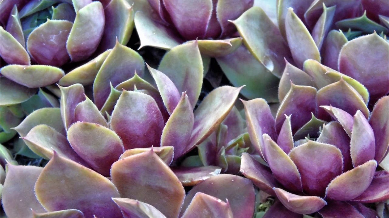 grey-purple sempervivum rosettes