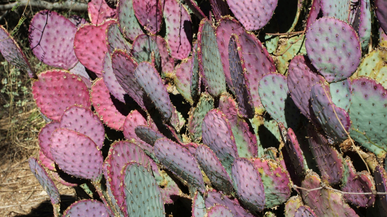 Close up of a purple and green Tubac Purple Prickly Pear in Superior, Arizona, USA