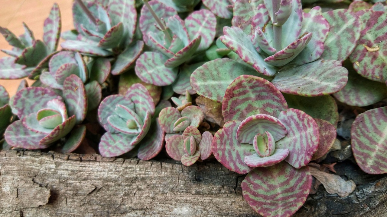 Kalanchoe humilis is a low growing perennial succulent with very decorative leaves strongly marked with burgundy stripes.
