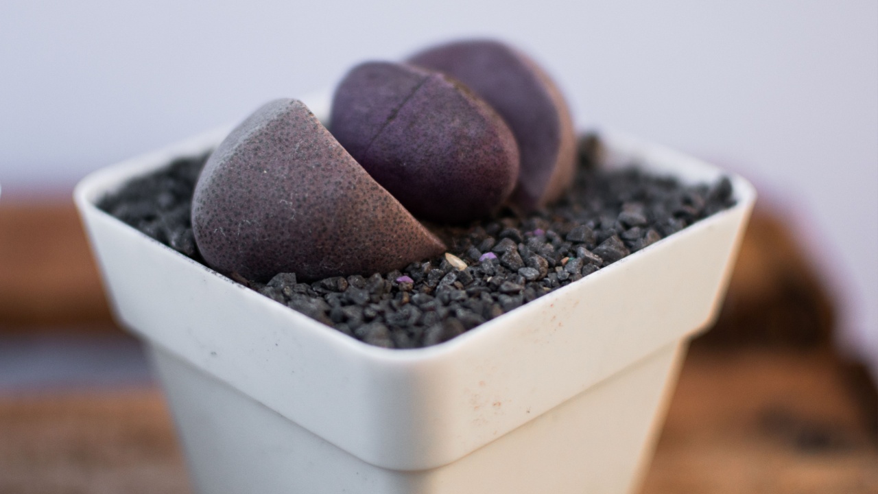A closeup shot of small white pot of Pleiospilos Nelii