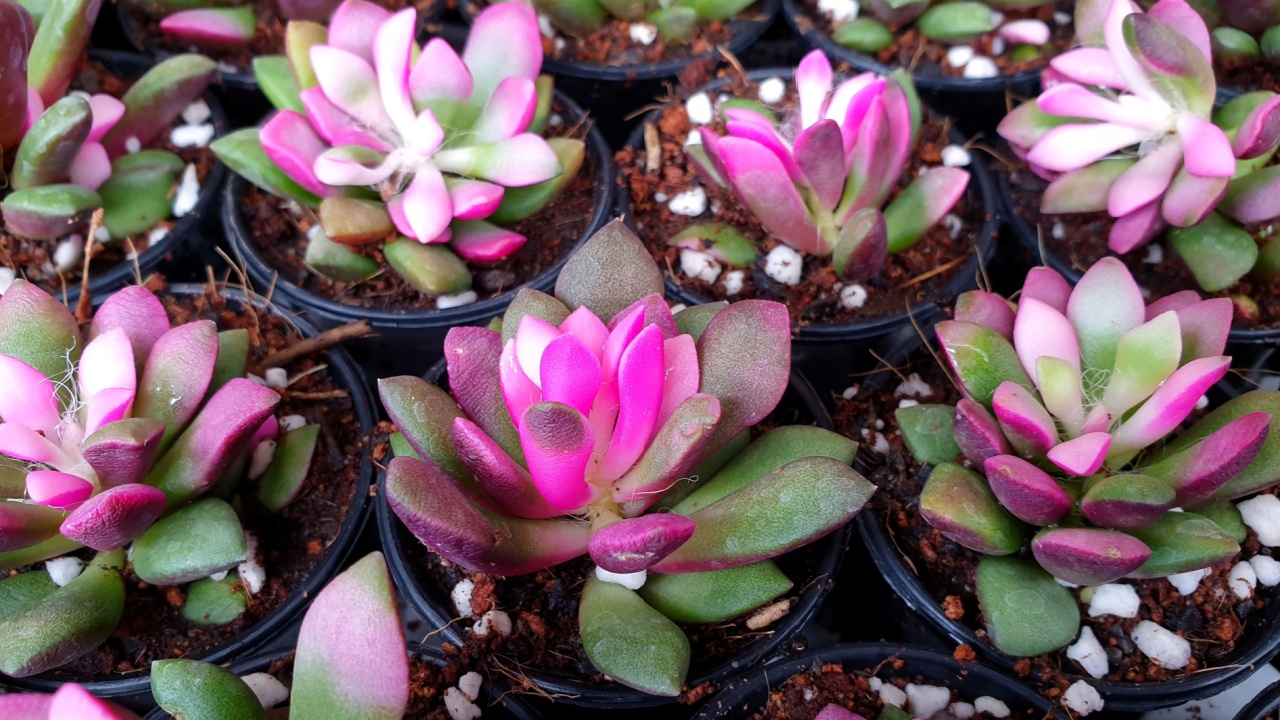 Close-up Anacampseros Rufescens "sunrise" in the pots at Ornamental plants farm.