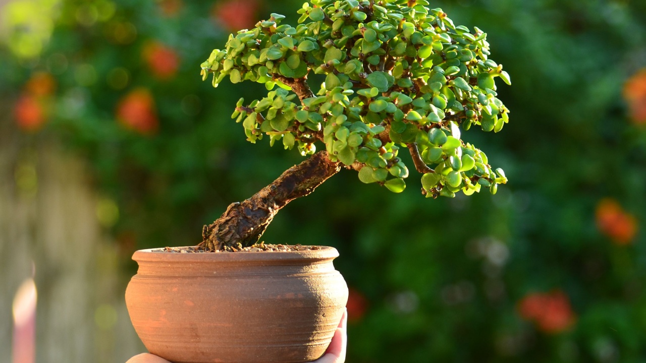 Dwarf Jade succulent Bonsai Tree
