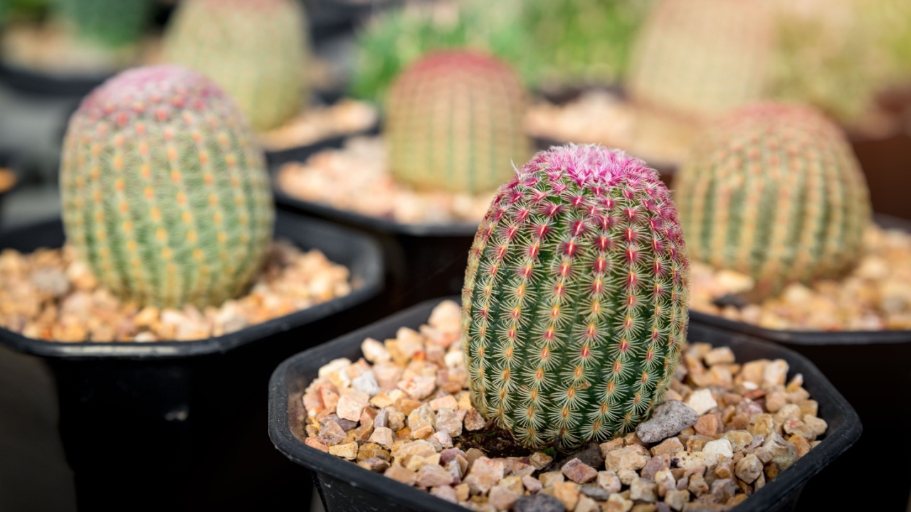 Rainbow Cactus or Echinocereus rigidissimus ( Echinocereus pectinatus ). many exotic tropical Arizona Rainbow plotter. mini succulent house plants black plastic pots at sale shop. Gardening tree