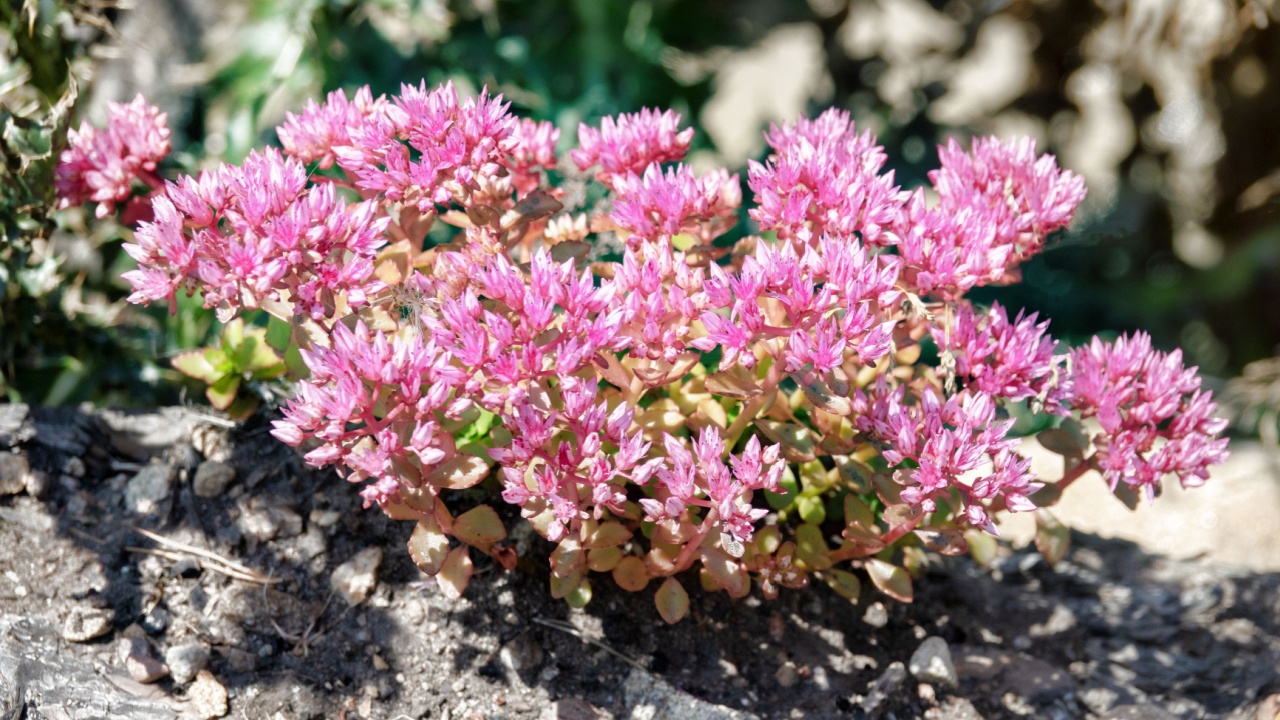 Caucasian stonecrop, Two-row stonecrop (Sedum spurium) on the alpine pastures at the rock outcrops. North Caucasus. 2500 m A.S.L.. Ancestral plant produced a large number of cultivated varieties