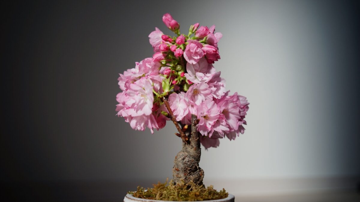 Sakura bonsai japanese cherry blossom tree