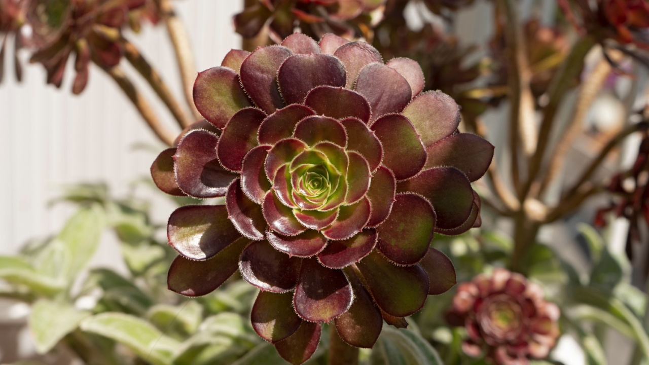 Black succulent called Zwarktop, Selective focus. Beautiful succulent species is rare and loves heat.