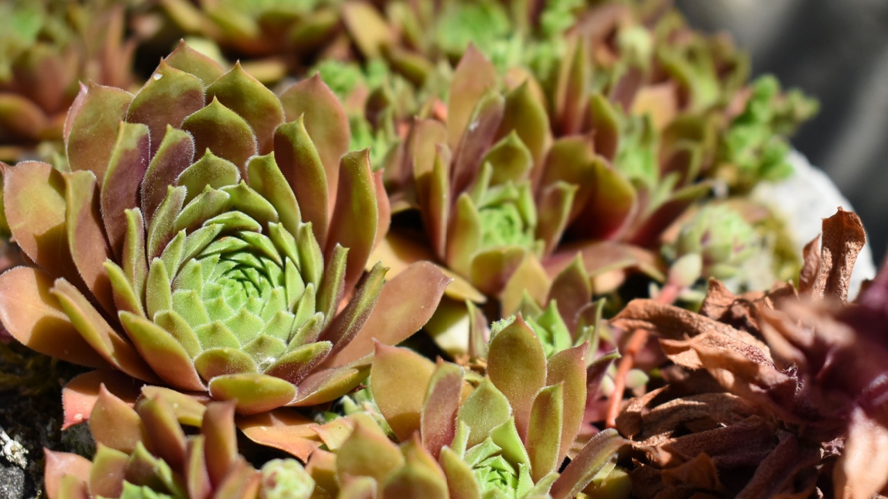 Sempervivum montanum in the bright sunlight is a traditional medical plant in south europe and middle east and north africa.