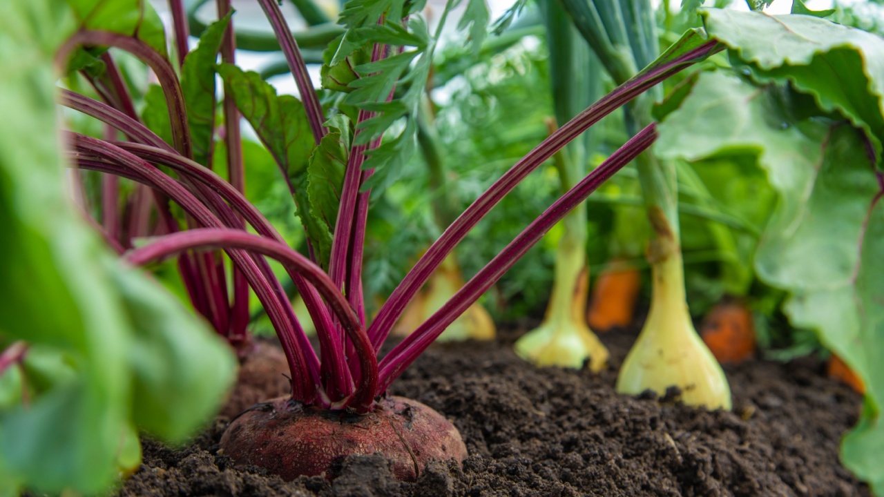 Vegetables grow in the garden. Selective focus. Food.