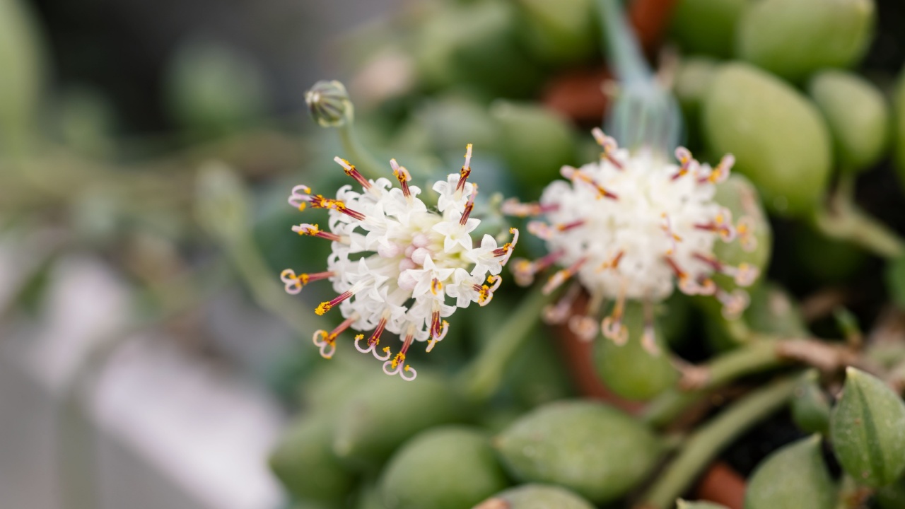Senecio herreanus (Curio herreanus). Close up on the flower of this plant. It is also known as string of watermelons, string of beads, gooseberry plant and string of raindrops.