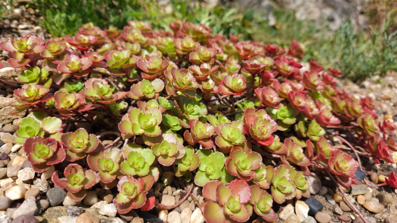 Sedum spurium, Dragon's Blood ,Caucasian Stonecrop is a mat-forming, evergreen perennial with fleshy, Forming dense mats of red and green glossy foliage