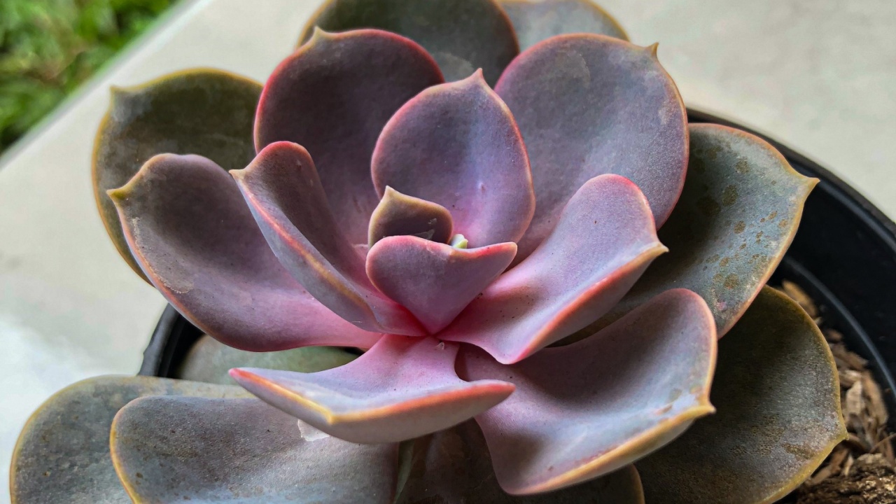 A species of Echeveria lilacina, succulent plant with purple and pink leaves, flat rosettes (known as Perle Von Nurnberg)